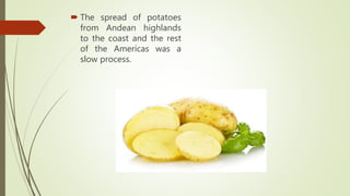  The spread of potatoes
from Andean highlands
to the coast and the rest
of the Americas was a
slow process.
 