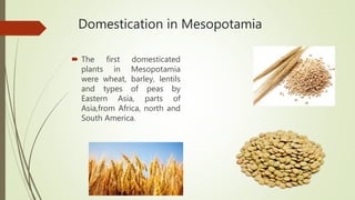 Domestication in Mesopotamia
 The first domesticated
plants in Mesopotamia
were wheat, barley, lentils
and types of peas by
Eastern Asia, parts of
Asia,from Africa, north and
South America.
 