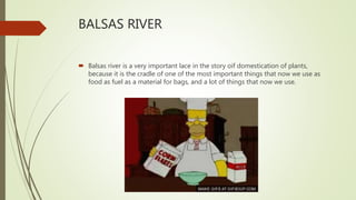 BALSAS RIVER
 Balsas river is a very important lace in the story oif domestication of plants,
because it is the cradle of one of the most important things that now we use as
food as fuel as a material for bags, and a lot of things that now we use.
 