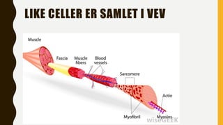 Celler | PPTX