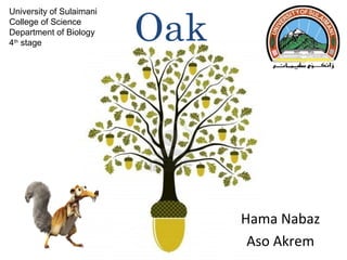 University of Sulaimani
College of Science
Department of Biology
4th stage

Oak

Hama Nabaz
Aso Akrem

 