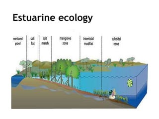 Estuarine ecology
 