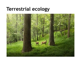 Terrestrial ecology
 
