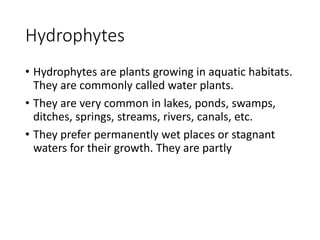 Hydrophytes
• Hydrophytes are plants growing in aquatic habitats.
They are commonly called water plants.
• They are very common in lakes, ponds, swamps,
ditches, springs, streams, rivers, canals, etc.
• They prefer permanently wet places or stagnant
waters for their growth. They are partly
 