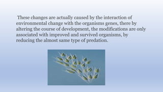 These changes are actually caused by the interaction of
environmental change with the organisms genes, there by
altering the course of development, the modifications are only
associated with improved and survived organisms, by
reducing the almost same type of predation.
 