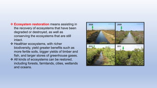  Ecosystem restoration means assisting in
the recovery of ecosystems that have been
degraded or destroyed, as well as
conserving the ecosystems that are still
intact.
 Healthier ecosystems, with richer
biodiversity, yield greater benefits such as
more fertile soils, bigger yields of timber and
fish, and larger stores of greenhouse gases.
 All kinds of ecosystems can be restored,
including forests, farmlands, cities, wetlands
and oceans.
 
