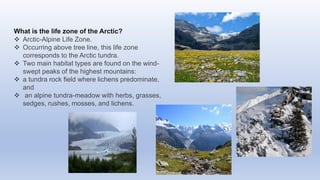 What is the life zone of the Arctic?
 Arctic-Alpine Life Zone.
 Occurring above tree line, this life zone
corresponds to the Arctic tundra.
 Two main habitat types are found on the wind-
swept peaks of the highest mountains:
 a tundra rock field where lichens predominate,
and
 an alpine tundra-meadow with herbs, grasses,
sedges, rushes, mosses, and lichens.
 