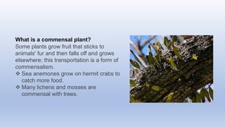 What is a commensal plant?
Some plants grow fruit that sticks to
animals' fur and then falls off and grows
elsewhere; this transportation is a form of
commensalism.
 Sea anemones grow on hermit crabs to
catch more food.
 Many lichens and mosses are
commensal with trees.
 