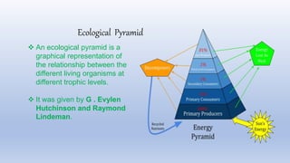  An ecological pyramid is a
graphical representation of
the relationship between the
different living organisms at
different trophic levels.
 It was given by G . Evylen
Hutchinson and Raymond
Lindeman.
Ecological Pyramid
 