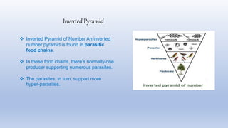  Inverted Pyramid of Number An inverted
number pyramid is found in parasitic
food chains.
 In these food chains, there’s normally one
producer supporting numerous parasites.
 The parasites, in turn, support more
hyper-parasites.
Inverted Pyramid
 