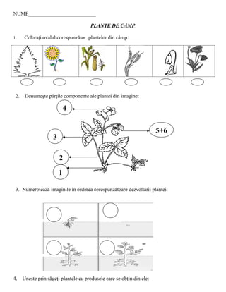 NUME__________________________

                                       PLANTE DE CÂMP

1.     Coloraţi ovalul corespunzător plantelor din câmp:




 2.    Denumeşte părţile componente ale plantei din imagine:

                             4


                                                                        5+6
                     3

                         2

                         1

 3. Numerotează imaginile în ordinea corespunzătoare dezvoltării plantei:




4.    Uneşte prin sǎgeţi plantele cu produsele care se obţin din ele:
 