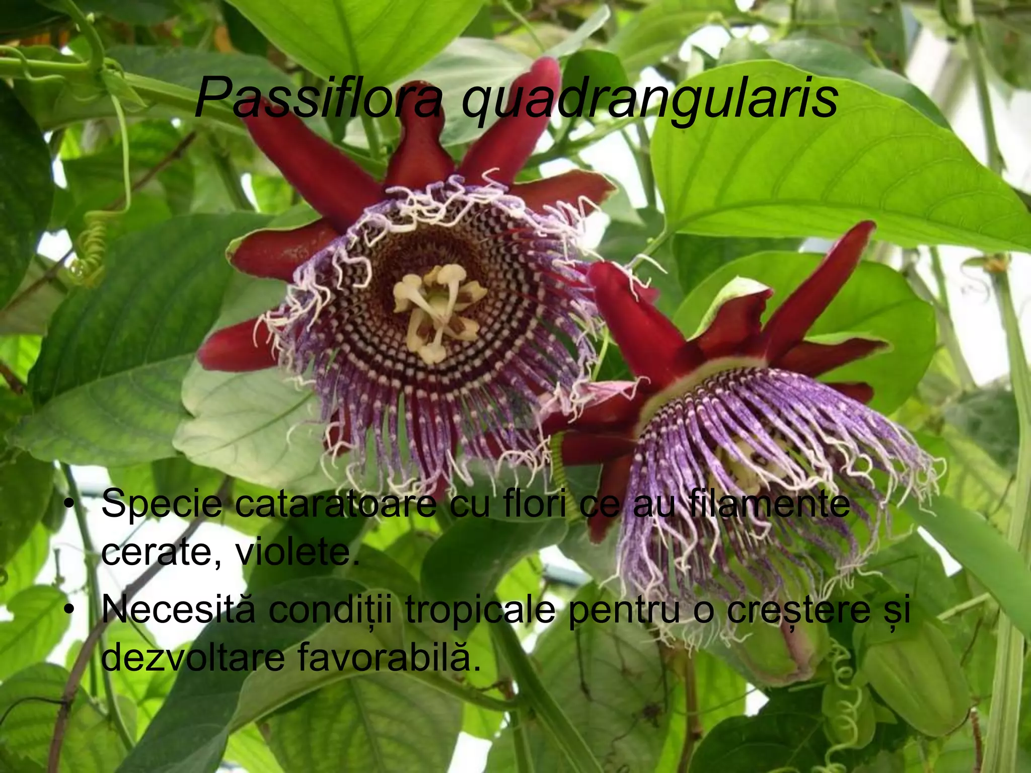 Passiflora quadrangularis
• Specie cataratoare cu flori ce au filamente
cerate, violete.
• Necesită condiții tropicale pentru o creștere și
dezvoltare favorabilă.
 