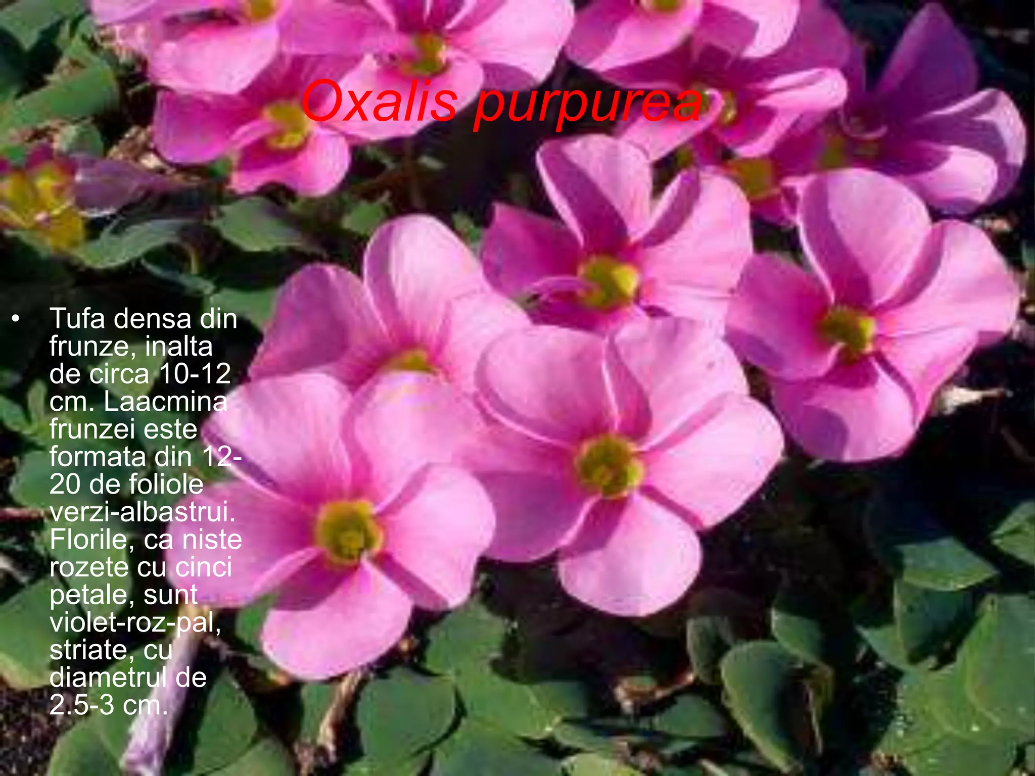 Oxalis purpurea
• Tufa densa din
frunze, inalta
de circa 10-12
cm. Laacmina
frunzei este
formata din 12-
20 de foliole
verzi-albastrui.
Florile, ca niste
rozete cu cinci
petale, sunt
violet-roz-pal,
striate, cu
diametrul de
2.5-3 cm.
 