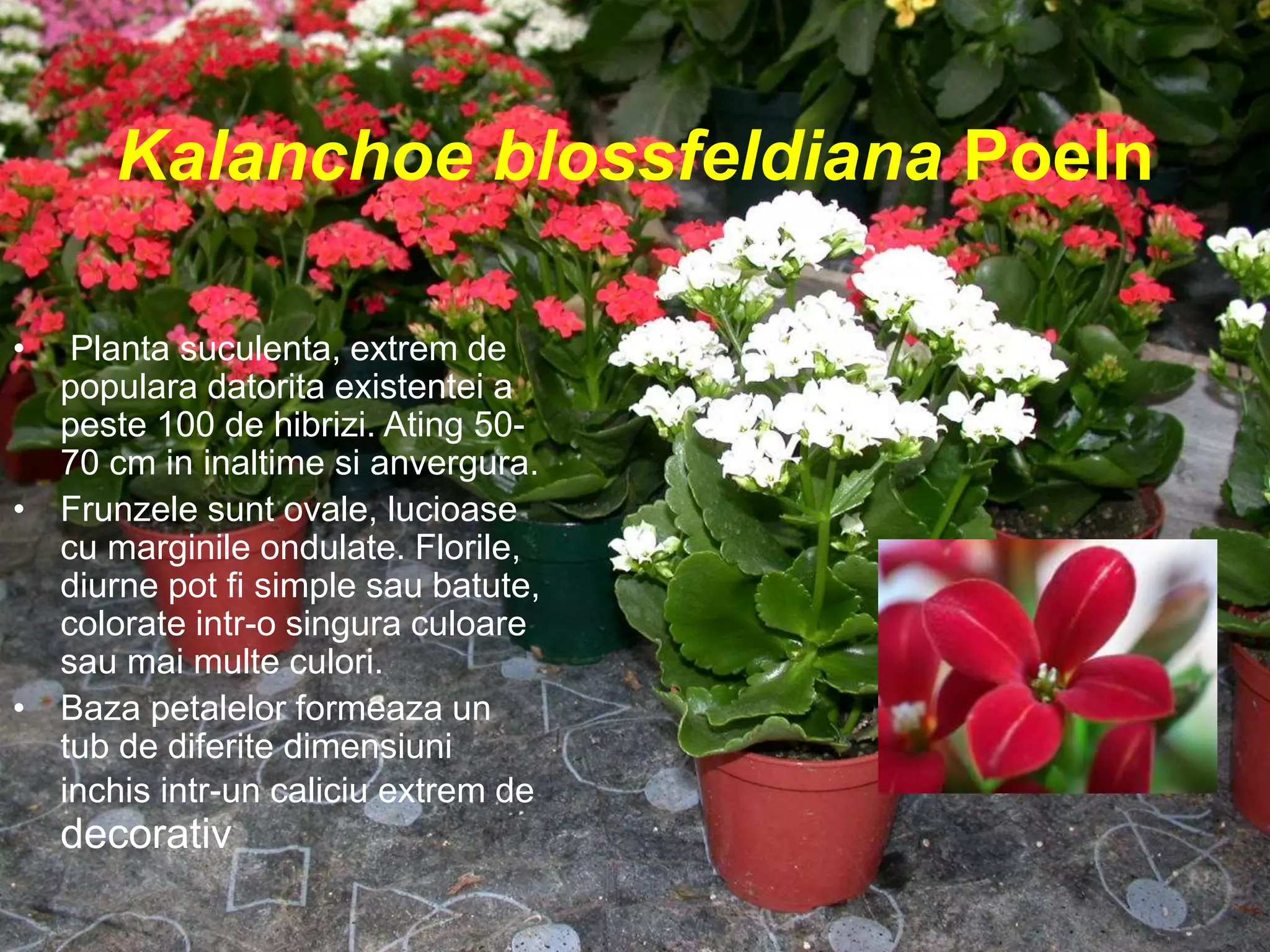 Kalanchoe blossfeldiana Poeln
• Planta suculenta, extrem de
populara datorita existentei a
peste 100 de hibrizi. Ating 50-
70 cm in inaltime si anvergura.
• Frunzele sunt ovale, lucioase
cu marginile ondulate. Florile,
diurne pot fi simple sau batute,
colorate intr-o singura culoare
sau mai multe culori.
• Baza petalelor formeaza un
tub de diferite dimensiuni
inchis intr-un caliciu extrem de
decorativ
 