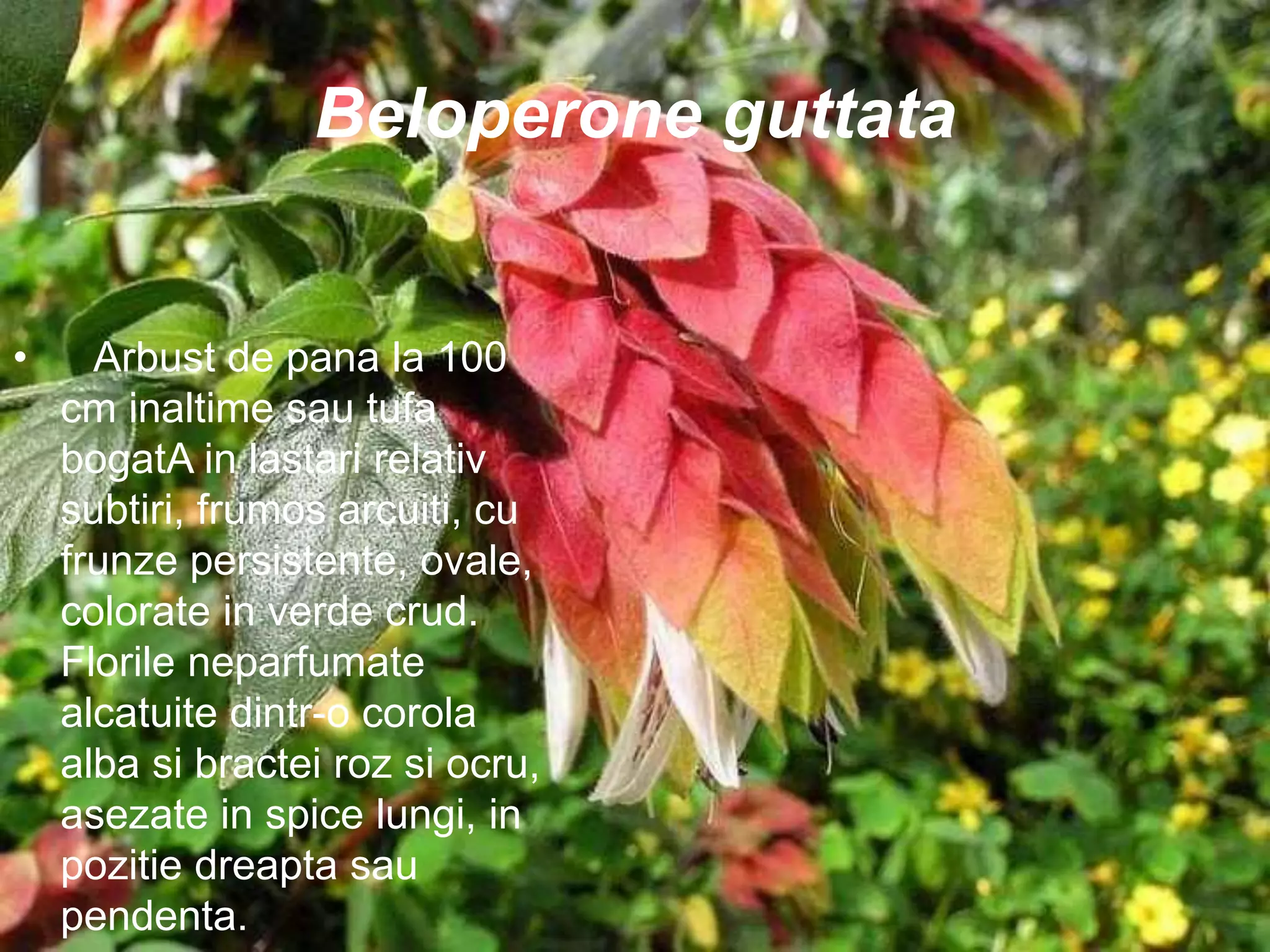 Beloperone guttata
• Arbust de pana la 100
cm inaltime sau tufa
bogatA in lastari relativ
subtiri, frumos arcuiti, cu
frunze persistente, ovale,
colorate in verde crud.
Florile neparfumate
alcatuite dintr-o corola
alba si bractei roz si ocru,
asezate in spice lungi, in
pozitie dreapta sau
pendenta.
 