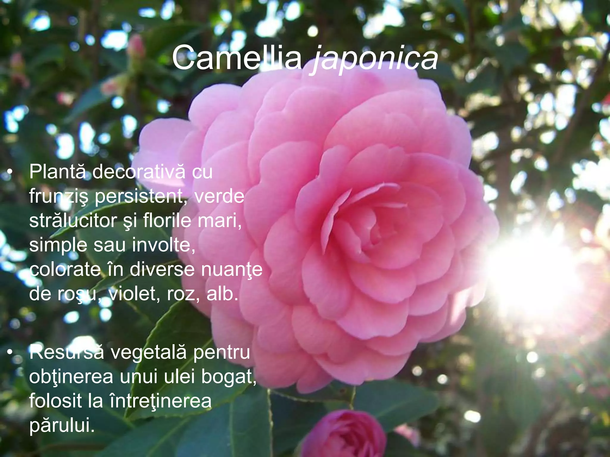 Camellia japonica
• Plantă decorativă cu
frunziş persistent, verde
strălucitor şi florile mari,
simple sau involte,
colorate în diverse nuanţe
de roşu, violet, roz, alb.
• Resursă vegetală pentru
obţinerea unui ulei bogat,
folosit la întreţinerea
părului.
 