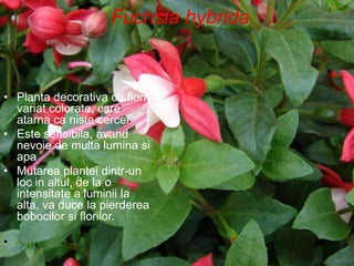 Fuchsia Multa Plante decorative.ppt
