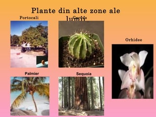 Plante din alte zone ale
lumiiPortocali Cactus
Palmier Sequoia
Orhidee
 