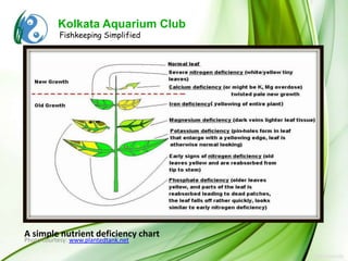 Kolkata Aquarium Club
           Fishkeeping Simplified




A simple nutrient deficiency chart
Photo courtesy: www.plantedtank.net
 