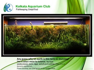 Kolkata Aquarium Club
Fishkeeping Simplified




Any guess why on earth is this tank so stunning?
This is what I mean by balance. You have
weeds,mosses, stems, algae and all are in control. They are in a
dynamic equilibrium.
Photo courtesy: our chief guest at the nandan meet
 