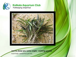 Kolkata Aquarium Club
  Fishkeeping Simplified




Just to show you some crypts –nothing special
Surprisingly I started from just one.
 