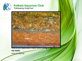 Kolkata Aquarium Club
   Fishkeeping Simplified




This is the substrate I have been using in all
my tanks
Note the layering
 