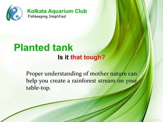 Kolkata Aquarium Club
  Fishkeeping Simplified




Planted tank
                   Is it that tough?

  Proper understanding of mother nature can
  help you create a rainforest stream on your
  table-top.
 