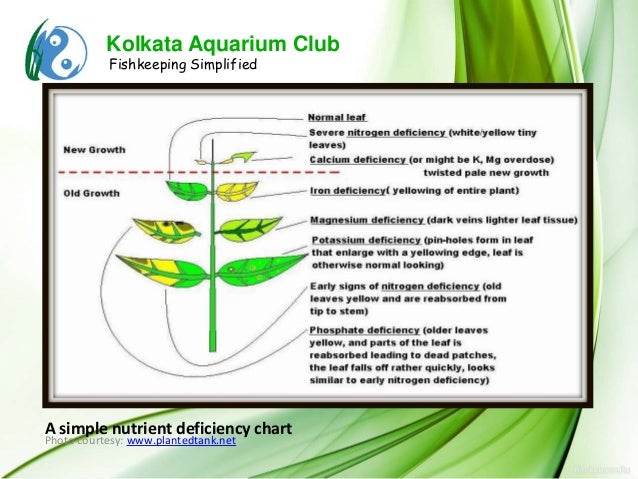 Aquarium Plant Deficiency Chart