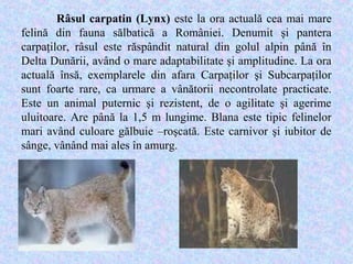 Plante si animale pe cale de disparitie | PPT