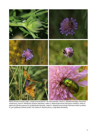 9
Blåhat (Knautia arvensis) indgår i mange faunainteraktioner. Her seks eksempler. Øverst tv. blåhatblomstertæge (Placochilus
seladonicus), øverst th. blåhatjordbi (Andrena hattorfiana), midten tv. blåhat-langhornsmøl (Nemophora metallica), midten th.
agerhumle (Bombus pascuorum) og blåhatjordbi (flyvende), nederst tv. klitperlemorsommerfugl (Fabriciana niobe) og nederst
th. grøn guldbasse (Cetonia aurata). Foto nederst th. Marianne Bruus, øvrige Beate Strandberg.
 