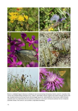 12
Øverst tv. smalbladet høgeurt (Hieracium umbellatum) med citronsommerfugl (Gonepteryx rhamni), øverst th. musevikke (Vicia
cracca) med sortplettet blåfugl (Phengaris arion), midten tv. tjærenellike (Viscaria vulgaris) med sortåret hvidvinge (Aporia crata-
egi), storplettet perlemorsommerfugl (Issoria lathonia) lægger æg på alm. stedmoderblomst (Viola tricolor), stillits (Carduelis
carduelis) spiser frø af djævelsbid (Succisa pratensis) og nederst th. stor knopurt (Centaurea scabiosa) med stor bredpande
(Ochlodes venata). Foto øverst th. Lise Lauridsen, øvrige Beate Strandberg.
 