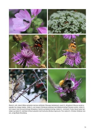 15
Øverst tv. alm. katost (Malva sylvestris) med stor strithårsbi (Panurgus banksianus), øverst th. vild gulerod (Daucus carota) er
populær hos mange insekter, midten tv. stor knopurt (Centaurea scabiosa) med tidselsommerfugl (Vanessa cardui), midten th.
stor knopurt med citronsommerfugl (Gonepteryx rhamni) og tidselsommerfugl, nederst tv. vindrossel (Turdus iliacus) spiser tjør-
nebær og nederst th. kærtidsel (Cirsium palustre) med hushumle (Bombus hypnorum). Foto nederst tv. Christian Andersen Jen-
sen, øvrige Beate Strandberg.
 