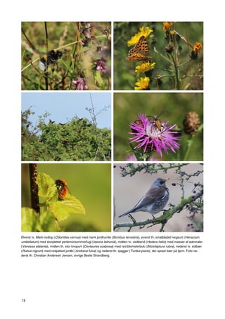 18
Øverst tv. Mark-rødtop (Odontites vernus) med mørk jordhumle (Bombus terrestris), øverst th. smalbladet høgeurt (Hieracium
umbellatum) med storplettet perlemorsommerfugl (Issoria lathonia), midten tv. vedbend (Hedera helix) med masser af admiraler
(Vanessa atalanta), midten th. stor knopurt (Centaurea scabiosa) med rød blomsterbuk (Stictoleptura rubra), nederst tv. solbær
(Rubus nigrum) med rødpelset jordbi (Andrena fulva) og nederst th. sjagger (Turdus piaris), der spiser bær på tjørn. Foto ne-
derst th. Christian Andersen Jensen, øvrige Beate Strandberg.
 