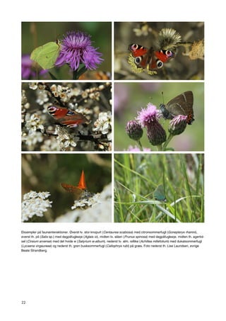22
Eksempler på faunainteraktioner. Øverst tv. stor knopurt (Centaurea scabiosa) med citronsommerfugl (Gonepteryx rhamni),
øverst th. pil (Salix sp.) med dagpåfugleøje (Aglais io), midten tv. slåen (Prunus spinosa) med dagpåfugleøje, midten th. agertid-
sel (Cirsium arvense) med det hvide w (Satyrium w-album), nederst tv. alm. røllike (Achillea millefolium) med dukatsommerfugl
(Lycaena virgaureae) og nederst th. grøn busksommerfugl (Callophrys rubi) på græs. Foto nederst th. Lise Lauridsen, øvrige
Beate Strandberg.
 