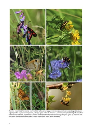 6
Øverst tv. musevikke (Vicia cracca) med femplettet køllesværmer (Zygaena lonicerae), øverst th. eng-brandbæger (Jacobaea
vulgaris), midten tv. græsrandøje (Maniola jurtina) på græs, midten th. blåmunke (Jasione montana) med mørk jordhumle (Bom-
bus terrestris), nederst tv. bugtet kløver (Trifolium medium) med markperlemorsommerfugl (Speyeria aglaja) og nederst th. sol-
bær (Ribes nigrum) med rødhalet jordbi (Andrena haemorrhoa). Fotos Beate Strandberg.
 