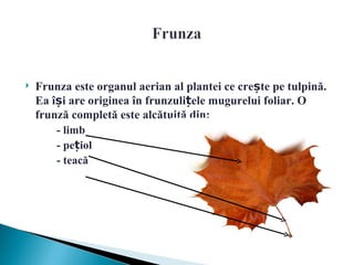    Frunza este organul aerian al plantei ce crește pe tulpină.
    Ea își are originea în frunzulițele mugurelui foliar. O
    frunză completă este alcătuită din:
        - limb
        - pețiol
        - teacă
 