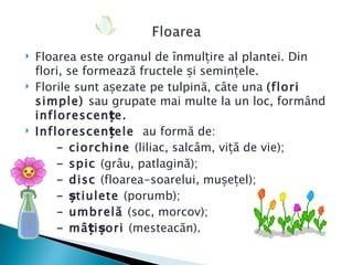    Floarea este organul de înmulțire al plantei. Din
    flori, se formează fructele și semințele.
   Florile sunt așezate pe tulpină, câte una (flori
    simple) sau grupate mai multe la un loc, formând
    inflorescen țe.
   Inflorescen țele au formă de:
        - ciorchine (liliac, salcâm, viță de vie);
        - spic (grâu, patlagină);
        - disc (floarea-soarelui, mușețel);
        - știulete (porumb);
        - umbrelă (soc, morcov);
        - mâ ți șori (mesteacăn).
 