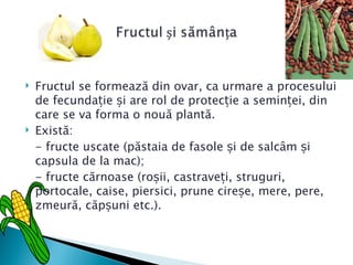    Fructul se formează din ovar, ca urmare a procesului
    de fecundație și are rol de protecție a seminței, din
    care se va forma o nouă plantă.
   Există:
    - fructe uscate (păstaia de fasole și de salcâm și
    capsula de la mac);
    - fructe cărnoase (roșii, castraveți, struguri,
    portocale, caise, piersici, prune cireșe, mere, pere,
    zmeură, căpșuni etc.).
 
