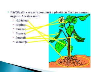    Părțile din care este compusă o plantă cu flori, se numesc
    organe. Acestea sunt:
       rădăcina;
       tulpina;
       frunza;
       floarea;
       fructul;
       sămânța.
 