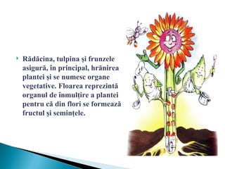    Rădăcina, tulpina şi frunzele
    asigură, în principal, hrănirea
    plantei şi se numesc organe
    vegetative. Floarea reprezintă
    organul de înmulţire a plantei
    pentru că din flori se formează
    fructul şi seminţele.
 