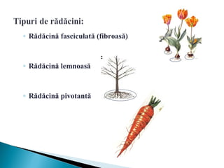 ◦ Rădăcină fasciculată (fibroasă)



◦ Rădăcină lemnoasă



◦ Rădăcină pivotantă
 