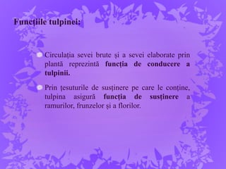 Funcțiile tulpinei:
Circulația sevei brute și a sevei elaborate prin
plantă reprezintă funcția de conducere a
tulpinii.
Prin țesuturile de susținere pe care le conține,
tulpina asigură funcția de susținere a
ramurilor, frunzelor și a florilor.
 