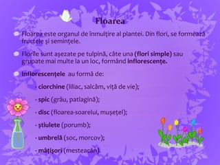 Floarea
Floarea este organul de înmulțire al plantei. Din flori, se formează
fructele și semințele.
Florile sunt așezate pe tulpină, câte una (flori simple) sau
grupate mai multe la un loc, formând inflorescențe.
Inflorescențele au formă de:
- ciorchine (liliac, salcâm, viță de vie);
- spic (grâu, patlagină);
- disc (floarea-soarelui, mușețel);
- știulete (porumb);
- umbrelă (soc, morcov);
- mâțișori (mesteacăn).
 