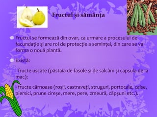 Fructul și sămânța
Fructul se formează din ovar, ca urmare a procesului de
fecundație și are rol de protecție a seminței, din care se va
forma o nouă plantă.
Există:
- fructe uscate (păstaia de fasole și de salcâm și capsula de la
mac);
- fructe cărnoase (roșii, castraveți, struguri, portocale, caise,
piersici, prune cireșe, mere, pere, zmeură, căpșuni etc.).
 