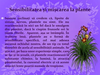 Sensibilitatea și mișcarea la plante
Suntem înclinați să credem că, lipsite de
sistem nervos, plantele nu simt. Ele nu
reacționează în nici un fel dacă le smulgem
din pământ, dacă le ciupim frunzele ori le
tăiem florile. Aparent, așa se întâmplă. În
realitate însă, plantele au o formă de
sensibilitate specifică, cel mai adesea
ascunsă ochiului nostru, de un tip cu totul
deosebit de acela al sensibilității animale. Se
știe azi, pe baza unor experiențe simple, care
se fac și în școală, că plantele reacționează la
substanțe chimice, la lumină, la atracția
pământului, la curentul electric și că aceste
mișcări lente poartă numele de tropisme.
 