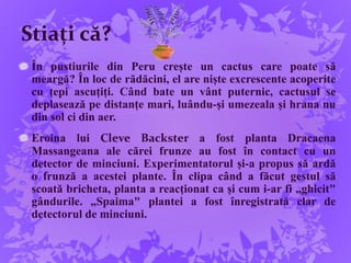 Stiați că?
În pustiurile din Peru crește un cactus care poate să
meargă? În loc de rădăcini, el are niște excrescente acoperite
cu țepi ascuțiți. Când bate un vânt puternic, cactusul se
deplasează pe distanțe mari, luându-și umezeala și hrana nu
din sol ci din aer.
Eroina lui Cleve Backster a fost planta Dracaena
Massangeana ale cărei frunze au fost în contact cu un
detector de minciuni. Experimentatorul și-a propus să ardă
o frunză a acestei plante. În clipa când a făcut gestul să
scoată bricheta, planta a reacționat ca și cum i-ar fi „ghicit"
gândurile. „Spaima" plantei a fost înregistrată clar de
detectorul de minciuni.
 