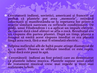 Cercetatorii indieni, sovietici, americani și francezi au
probat că plantele pot avea „memorie", reținând
informații și manifestându-se la repetarea lor printr-o
reacție similară oarecum cu reflexele condiționate. De
pildă, unui Filodendron i s-a aplicat un impuls electric,
de fiecare dată când alături se afla o rocă. Rezultatul era
un răspuns din partea plantei. După un timp, planta a
început să emită acest răspuns imediat ce era plasată
lângă acea rocă, fără a mai fi stimulată electric.
Tulpina nufărului alb de baltă poate atinge diametrul de
4 - 5 metri. Floarea se ofilește imediat ce este ruptă,
chiar dacă este pusă în apă.
Cercetătorii indieni au fost primii care au demonstrat
că plantele iubesc muzica. Plantele supuse unui astfel
de tratament muzical cresc mai repede și sunt mai
rezistente la boli.
 