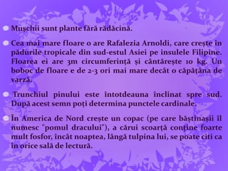 Muşchii sunt plante fără rădăcină.
Cea mai mare floare o are Rafalezia Arnoldi, care crește în
pădurile tropicale din sud-estul Asiei pe insulele Filipine.
Floarea ei are 3m circumferință și cântărește 10 kg. Un
boboc de floare e de 2-3 ori mai mare decât o căpățâna de
varză.
Trunchiul pinului este întotdeauna înclinat spre sud.
După acest semn poți determina punctele cardinale.
În America de Nord crește un copac (pe care băștinașii îl
numesc "pomul dracului"), a cărui scoarță conține foarte
mult fosfor, încât noaptea, lângă tulpina lui, se poate citi ca
în orice sală de lectură.
 