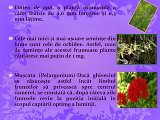 Lintea de apă, o plantă minusculă a
cărei frunze au 0,6 mm lungime şi 0,3
mm lăţime.
Cele mai mici și mai ușoare semințe din
lume sunt cele de orhidee. Astfel, 1000
de semințe ale acestei frumoase plante
cântăresc mai puțin de 1 mg.
Muşcata (Pelargonium)-Dacă ghiveciul
se răsuceşte astfel încât limbul
frunzelor să privească spre centrul
camerei, se constată că, după câteva zile
frunzele revin la poziţia iniţială în
scopul captării optime a luminii.
 
