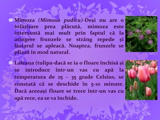 Mimoza (Mimosa pudica)-Deşi nu are o
infăţişare prea plăcută, mimoza este
intersantă mai mult prin faptul că la
atingere frunzele se strâng repede şi
lăstarul se apleacă. Noaptea, frunzele se
pliază în mod natural.
Laleaua (tulipa-dacă se ia o floare închisă şi
se introduce într-un vas cu apă la
temperatura de 25 – 35 grade Celsius, se
constată că se deschide în 5-10 minute.
Dacă aceeaşi floare se trece într-un vas cu
apă rece, ea se va închide.
 